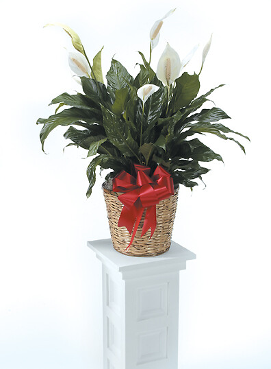 Medium Peace Lily