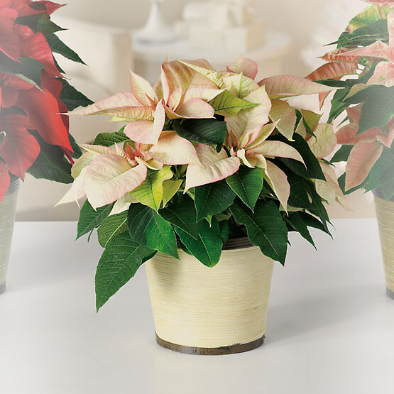Poinsettia Cream