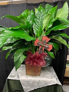 Large Peace Lily with Specialty container and keepsake